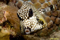 A Bonaire kiss from a very photogenic Smooth Trunkfish. I... by Susan Lunn 